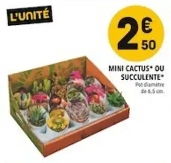 Mini cactus+ ou succulente