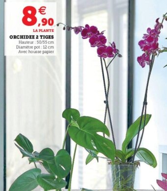 U Express Orchidee 2 tiges offre