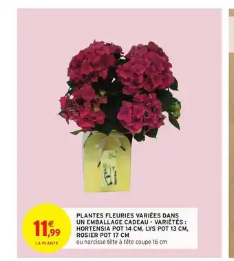 Intermarché Plantes Fleuries Variées Dans Un Emballage Cadeau - Variétés : Hortensia Pot 14 Cm, Lys Pot 13 Cm, Rosier Pot 17 Cm offre