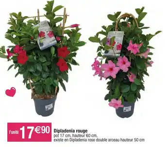 Migros Dipladenia rouge offre