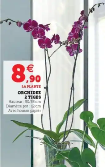 Super U Orchidee 2 Tiges offre