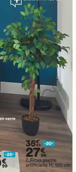 Ficus Plante