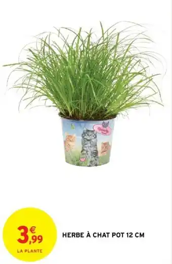 Intermarché Herbe à chat pot 12 cm offre