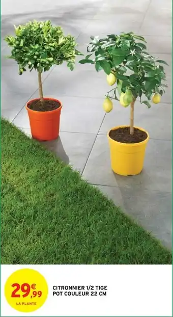 Intermarché Citronnier 1/2 Tige Pot Couleur 22 cm offre