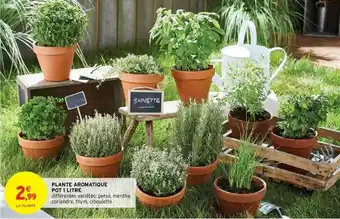 Intermarché Plante Aromatique Pot 1 Litre offre