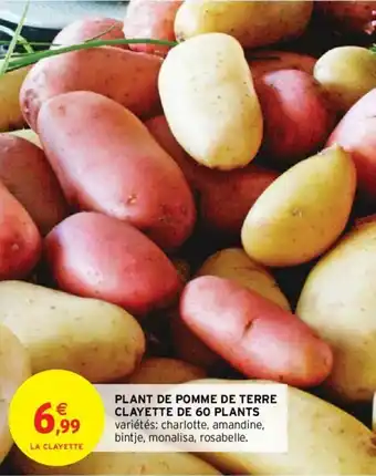 Intermarché Plant de Pomme de Terre Clayette de 60 Plants offre