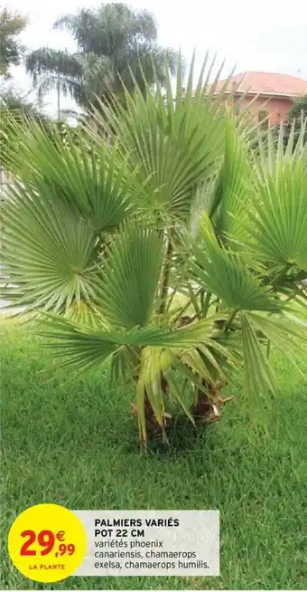 Palmiers Variés Pot 22 cm