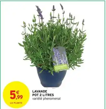 Intermarché Lavande Pot 2 Litres offre