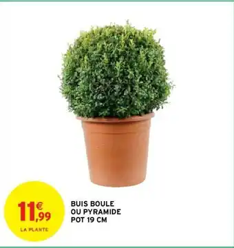 Intermarché Buis Boule ou Pyramide Pot 19 cm offre