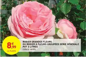 Intermarché Rosier Grandes Fleurs ou Rosier à Fleurs Groupées Série Générale offre