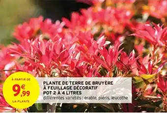 Intermarché Plante de Terre de bruyère à Feuillage Décoratif offre