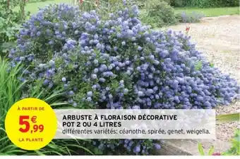 Arbuste à Floraison Décorative Pot 2 ou Litres