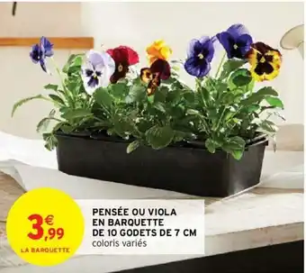 Pensée ou Viola en Barquette de 10 Godets de 7 cm