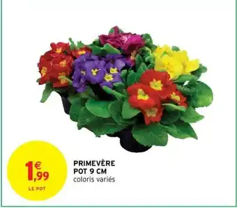 Primevère Pot 9 cm