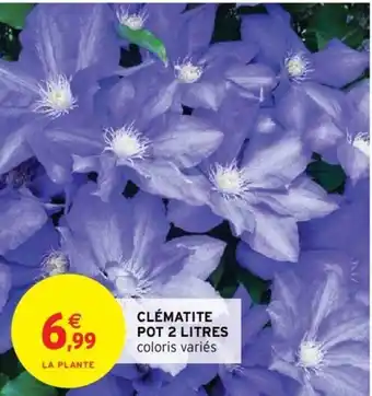 Intermarché Clématite Pot 2 Litres offre