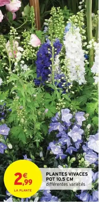 Intermarché Plantes Vivaces Pot 10.5 cm offre