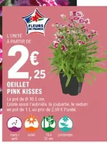 E.Leclerc Jardi Oeillet Pink Kisses offre
