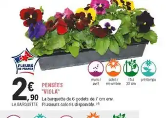 E.Leclerc Jardi Pensées Viola offre