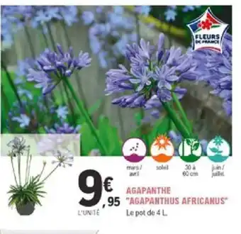 E.Leclerc Jardi Agapanthe Agapanthus Africanus offre