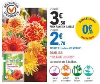 Dahlias Beaux Jours