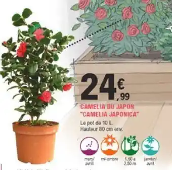 E.Leclerc Jardi Camelia Du Japon offre