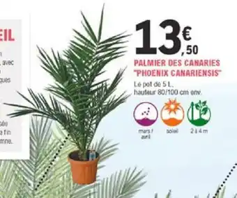 E.Leclerc Jardi Palmier Des Canaries offre