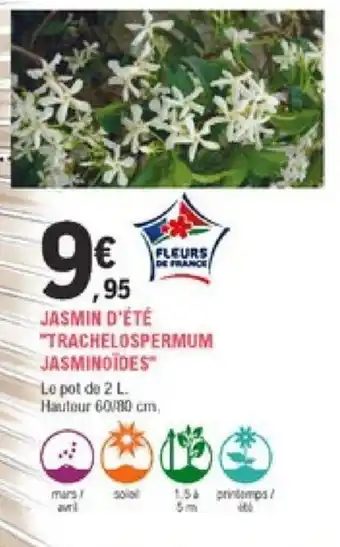 Jasmin d'été