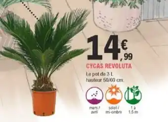 E.Leclerc Jardi Cycas Revoluta offre