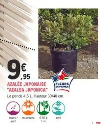 E.Leclerc Jardi Azalée Japonaise offre