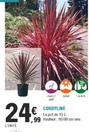 E.Leclerc Jardi Cordyline offre