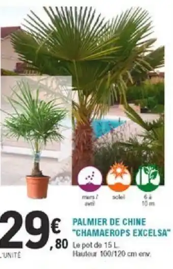 E.Leclerc Jardi Palmier de Chine offre