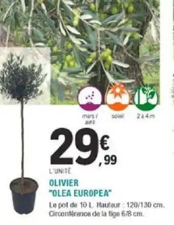 E.Leclerc Jardi Olivier Olea Europea offre