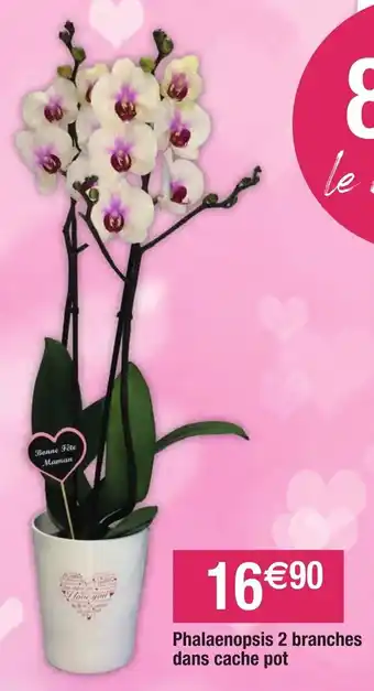 Migros Phalaenopsis 2 branches dans cache pot offre