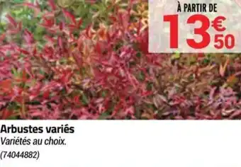 Arbustes variés