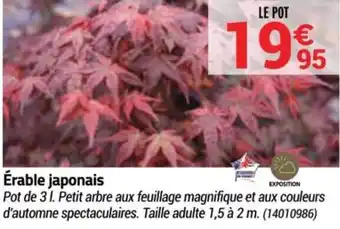 Érable japonais