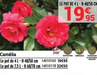 Camélia