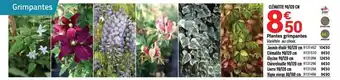 Bricorama Plantes grimpantes offre