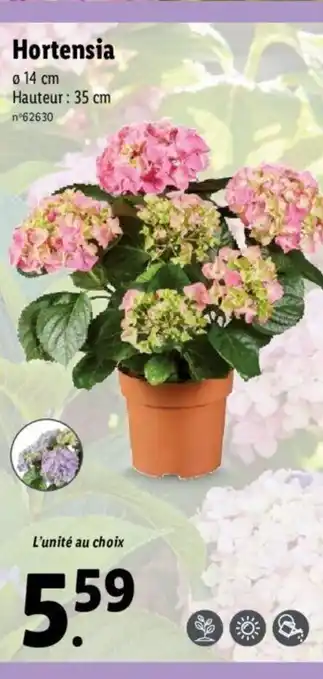 Lidl Hortensia offre
