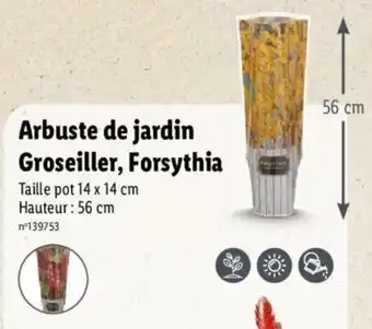 Lidl Arbuste de jardin groseiller, forsythia offre