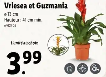 Lidl Vriesea et guzmania offre
