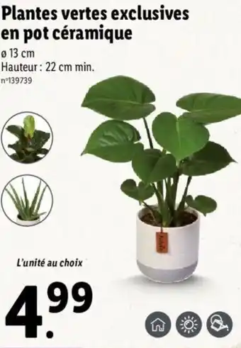 Lidl Plantes vertes exclusives en pot céramique offre