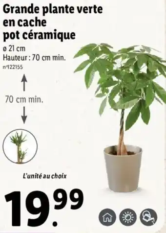 Lidl Grande plante verte en cache pot céramique offre