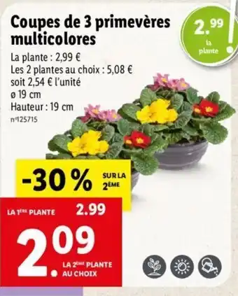 Lidl Coupes de 3 primevères multicolores offre