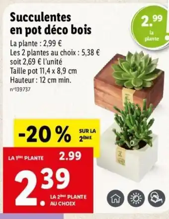 Lidl Succulentes en pot déco bois offre