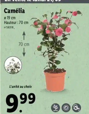Lidl Camélia offre