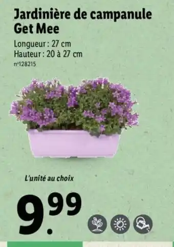 Lidl Jardinière de campanule Get Mee offre
