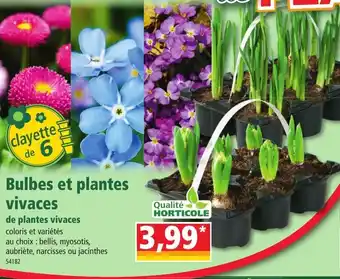 Norma Bulbes Et Plantes Vivaces offre
