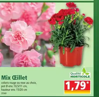 Norma Mix œillet offre