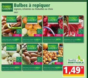 Norma Bulbes à Repiquer offre