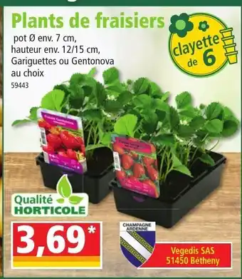 Norma Plants de Fraisiers offre